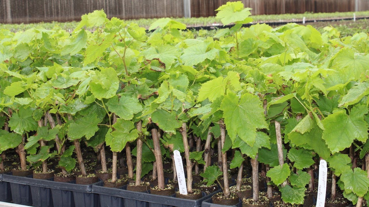 New Nematode Resistant Rootstocks for Grape Growers