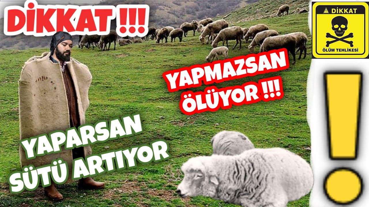 MERAYA GİDEN KOYUNLARA NE OLUYOR ???