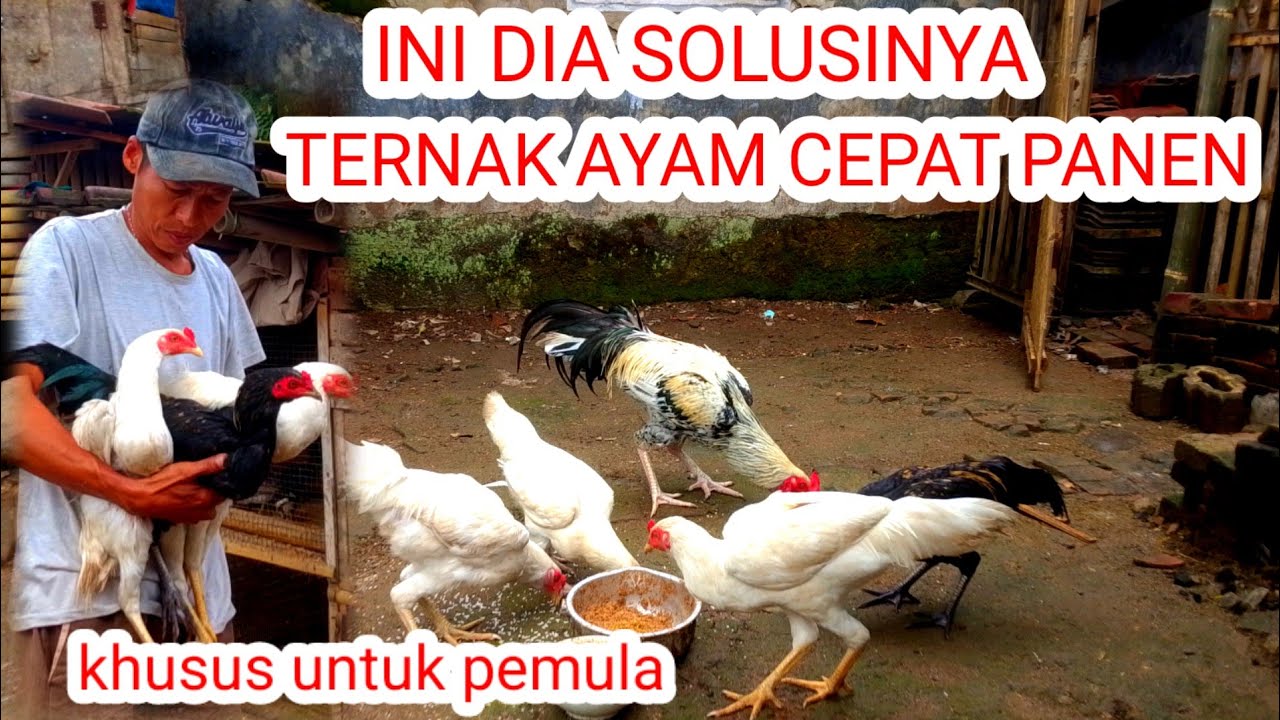 TERNAK AYAM KAMPUNG CEPAT PANEN DALAM WAKTU YANG RELATIF SINGKAT 