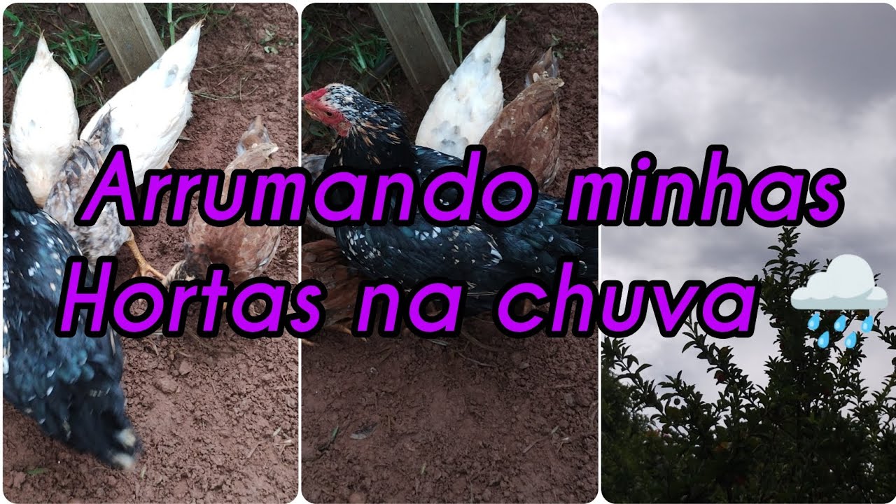 Muita chuva, enfrentei e fui arrumar minhas hortas 
