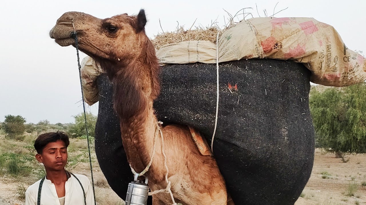 Heavy weight camel for taking heavy load