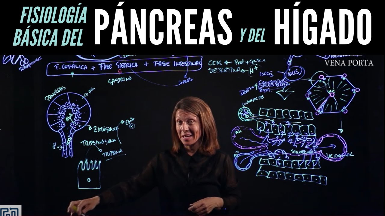 Secreciones del páncreas y el hígado