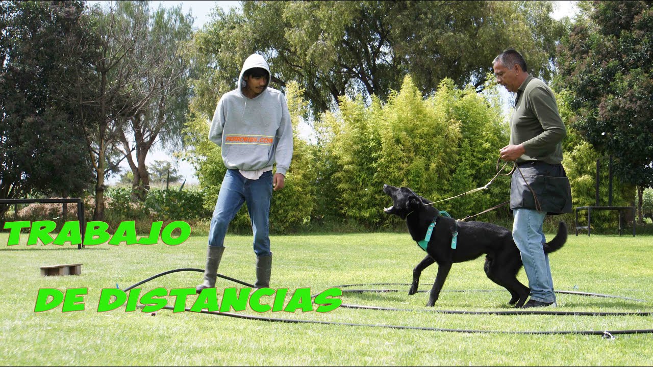 MARCAR DISTANCIA CUANDO DEFIENDE, EN GUARDIA Y PROTECCION FAMILIAR PASTOR BELGA MALINOIS