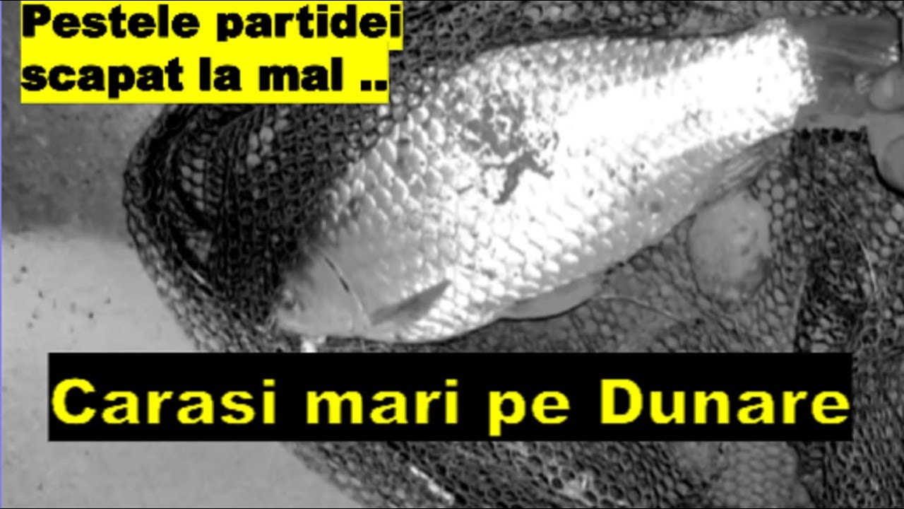 Carasi mari pe Dunare in ultimele zile ale toamnei!