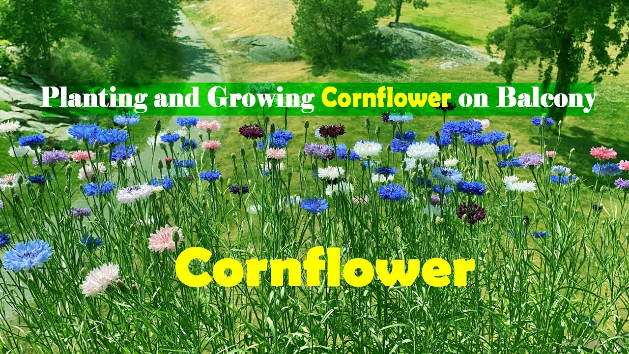 Planting and growing Cornflower on Balcony