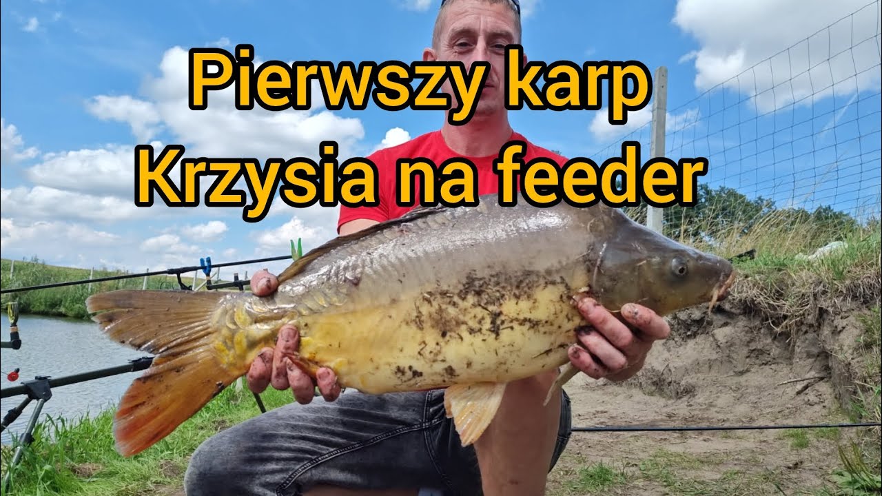 Pierwszy karp Krzysia na feeder! 🎣🔥 Emocje do końca! @marcinpiotrowski2724 