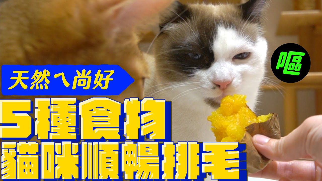 原來這些食物貓咪可以吃！換毛季讓貓咪不嘔吐卡毛｜宇宙猫咪🐾