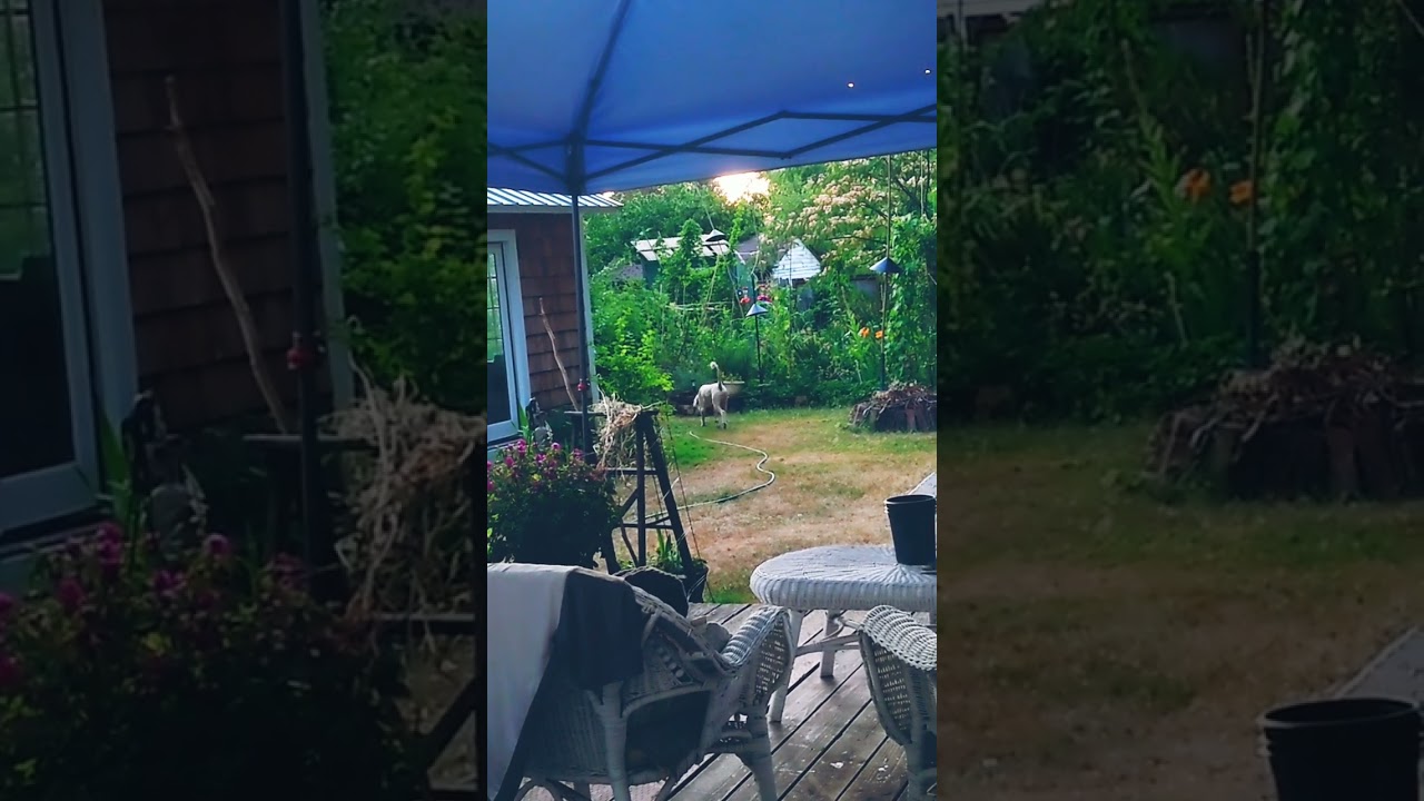 An uninvited visitor