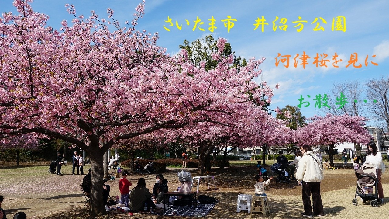 さいたま市　伊沼方公園　河津桜を見に・・・