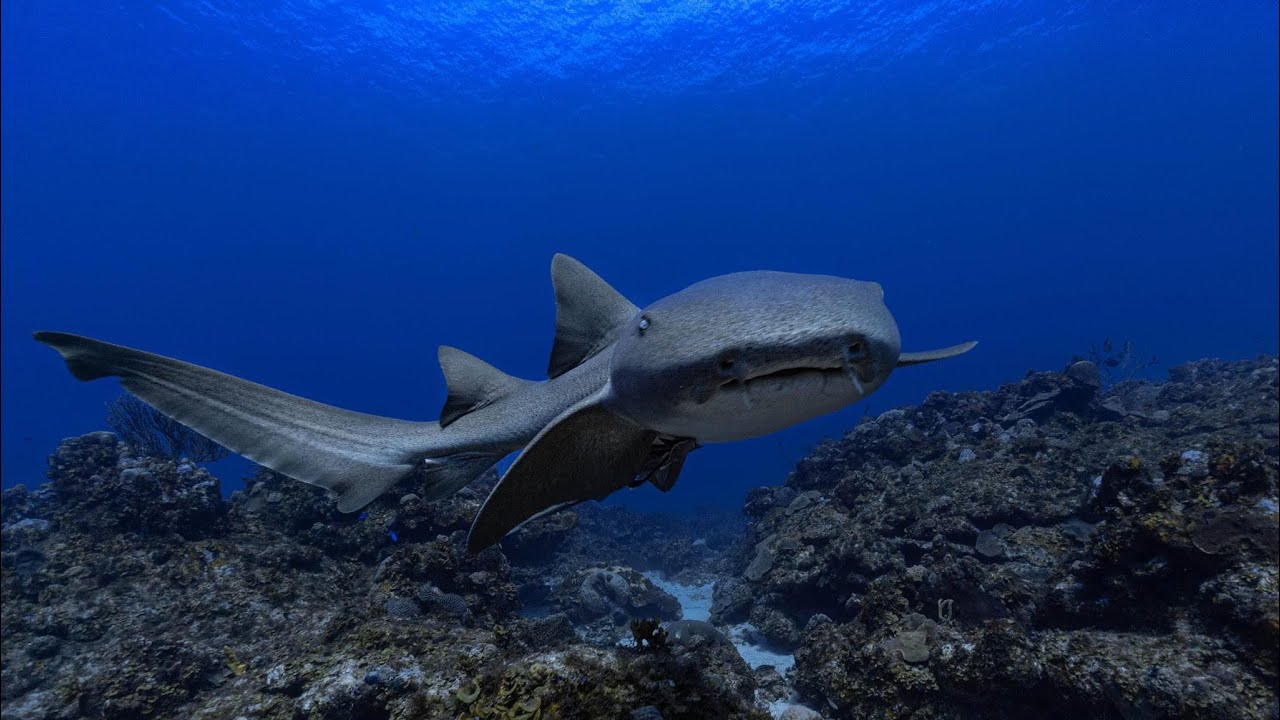 Scuba Diving in Desecheo Puerto Rico