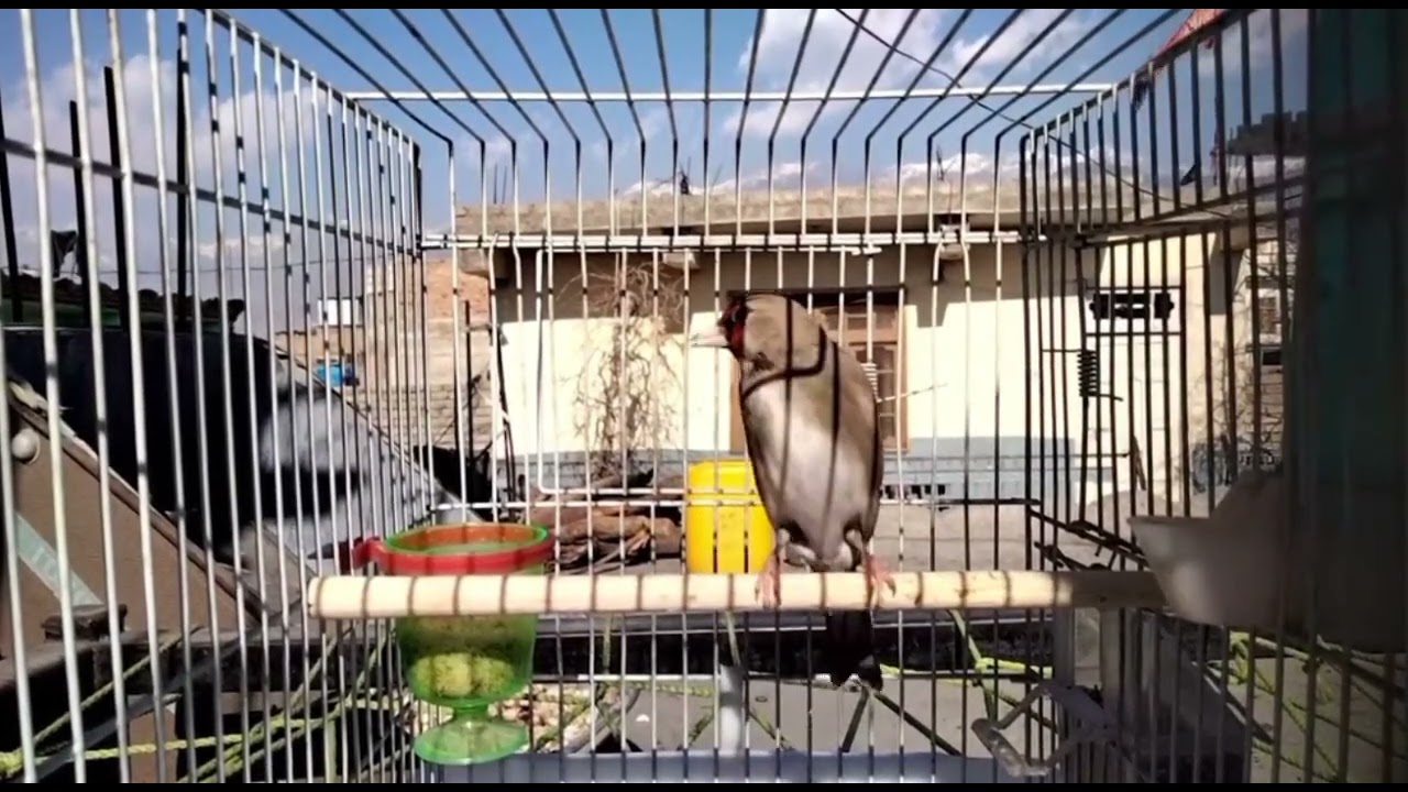 Saira singing 🐧 Goldfinche