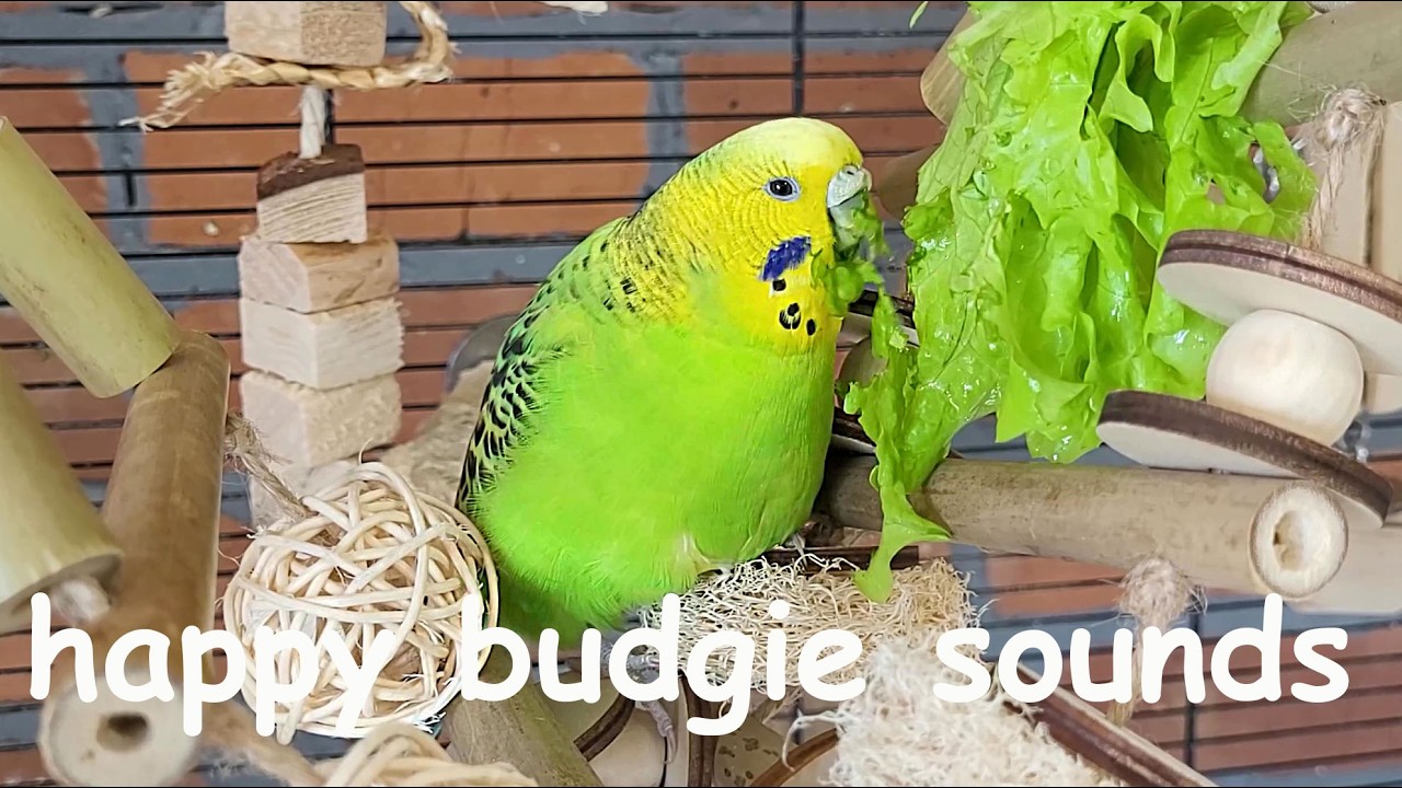 relaxing budgie sounds that will actually make your pet parrot happy and healthy
