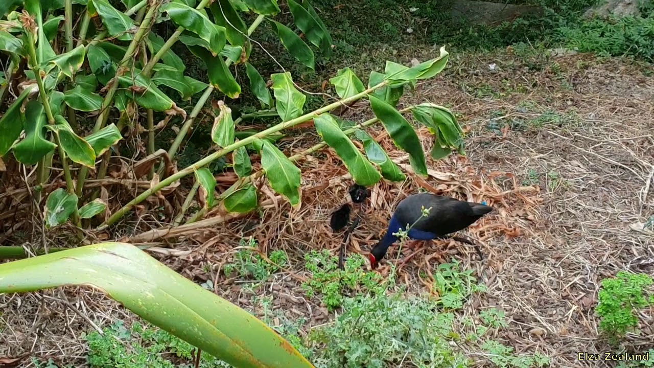 Султанка c птенцами/Pukeko with chiks #shorts