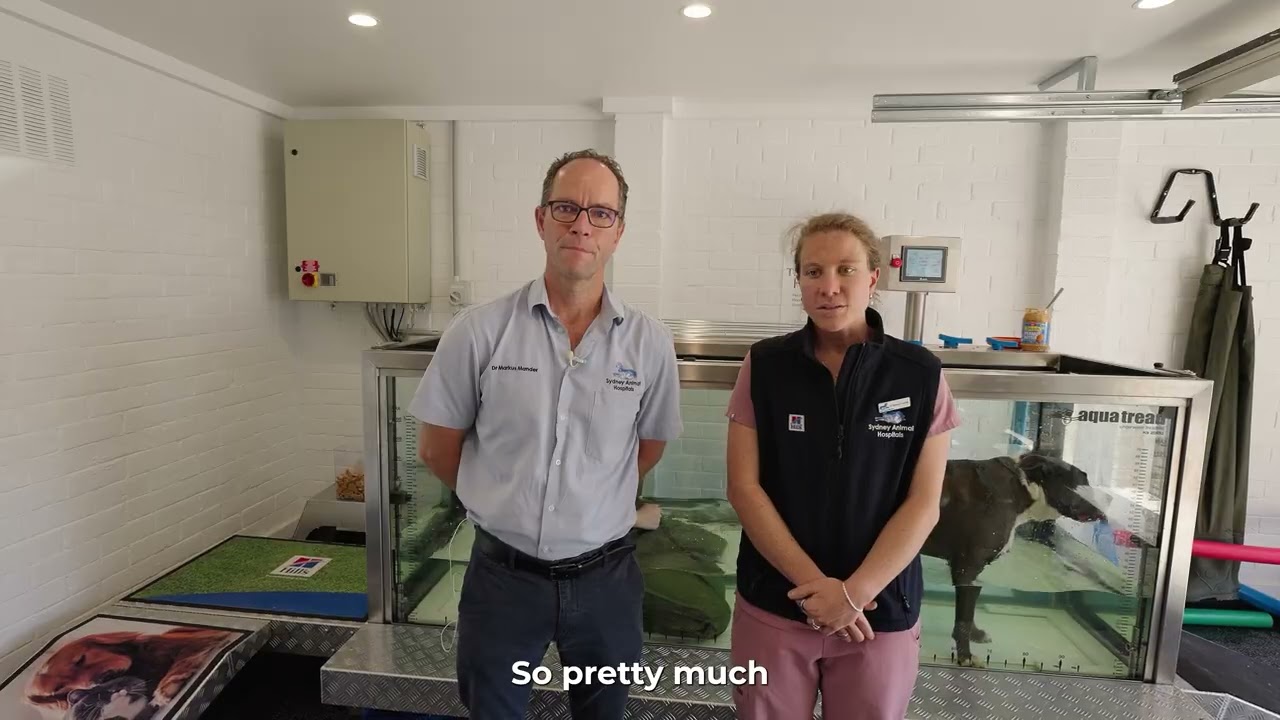 Baulkham Hills Rehab Sydney Animal Hospital