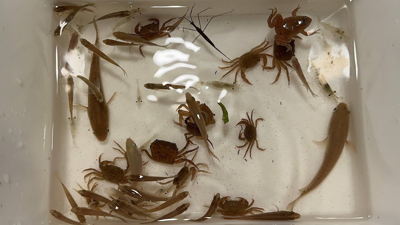 Collecting creatures  fishing alone at night. Giant carp, Crabs, fish, shrimp, frogs. insects.