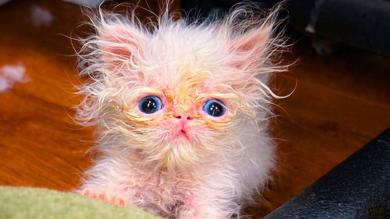 No One Thought This Cat Will Survive — Now She Demands Dinner On Time
