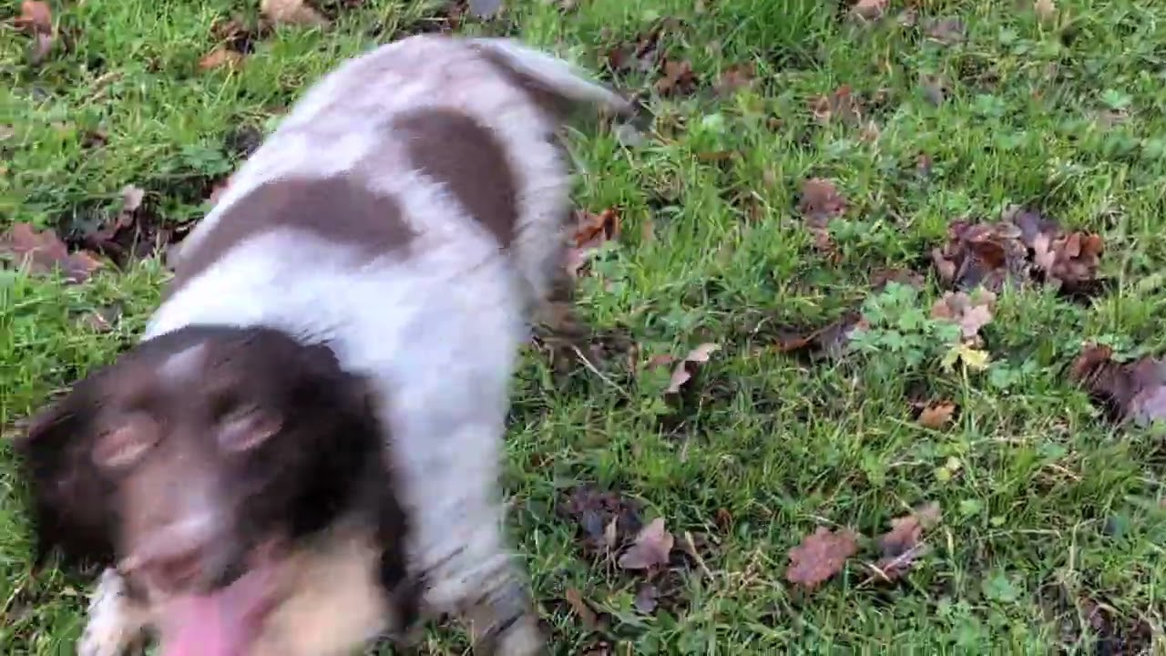 Springer finds the pond