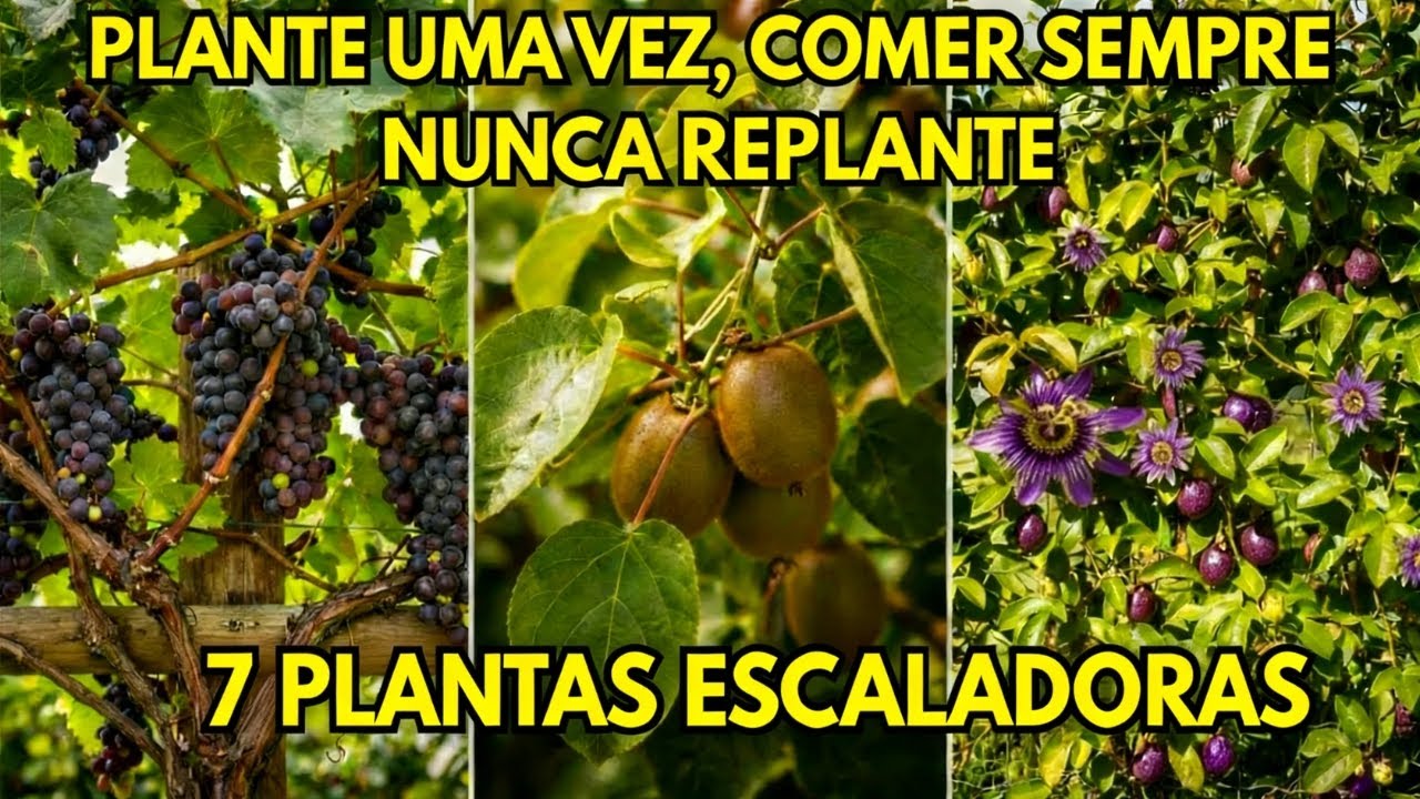 Estas 7 Plantas Crescem Como Videiras. Plante Uma Vez, Nunca Mais Replante
