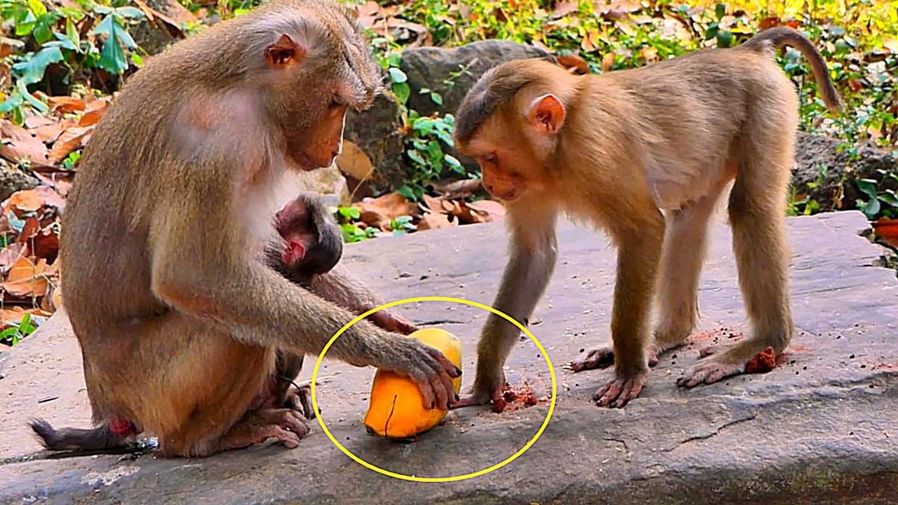 What happens when Monkey LEO is grappling mangoes from his mother?