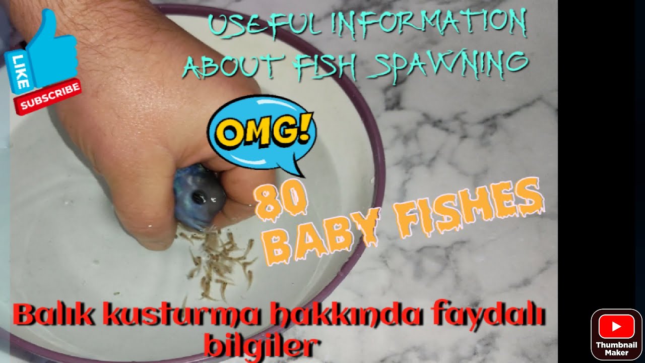 Akvaryum Balıkları Kusturma - Akvaryum Hakkında Faydalı Bilgiler - İşitme Engelliler için