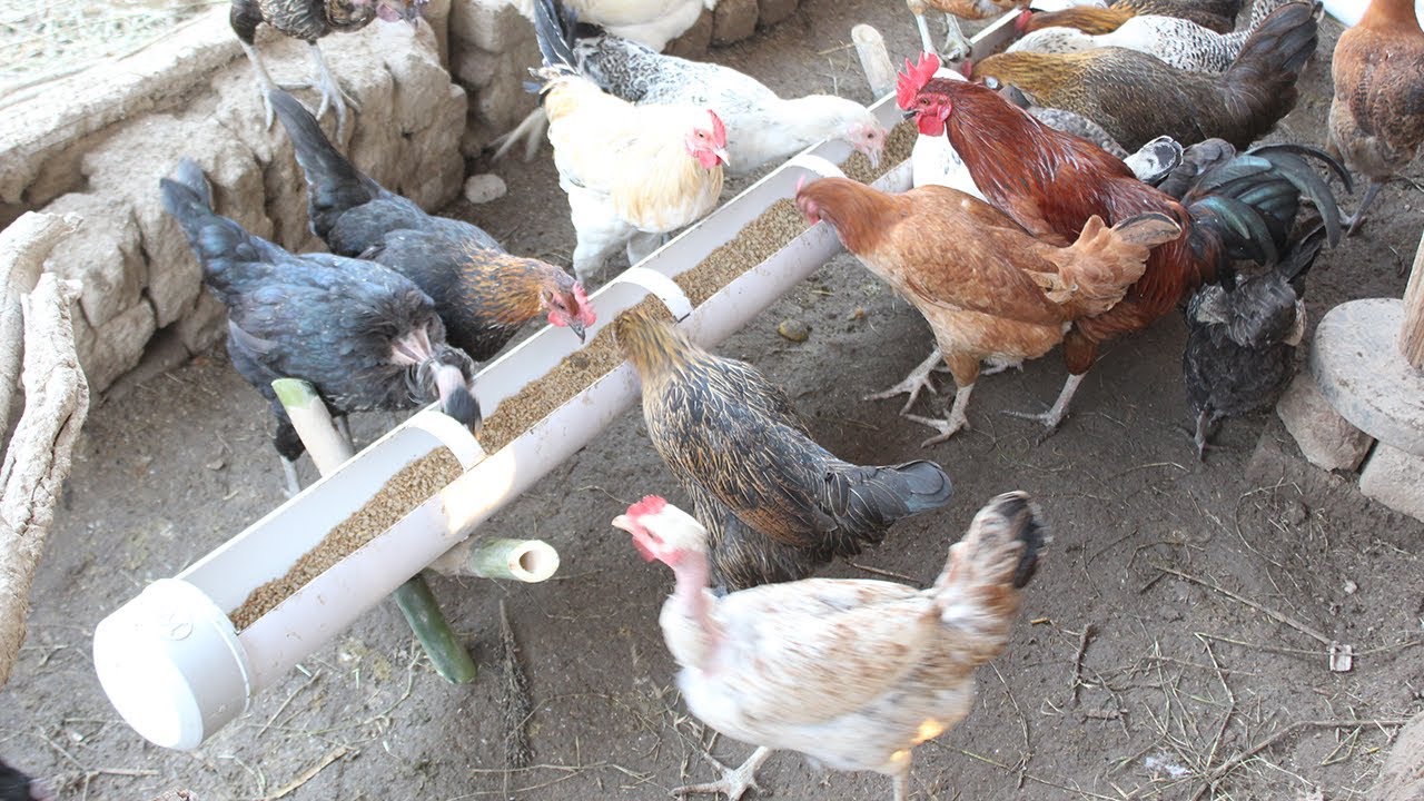 How To Make 2 Different Chicken Feeders With PVC Pipe | Zero Waste Chicken Feeder 🐔