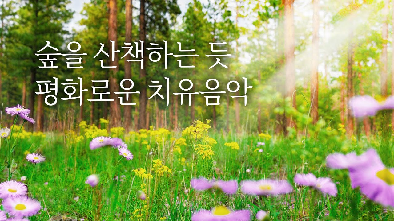 10분 만에 머리가 맑아져요🌳숲을 산책하는 효과  | 5시간, 힐링음악, 새소리 | Relaxing Music, Healing Music (맑은 날, 기억 속 바다)
