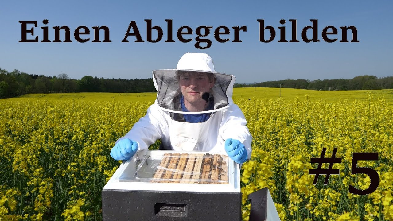 Imkern mit einem Anf&auml;nger # 5 Bienen Ableger bilden aber wie?