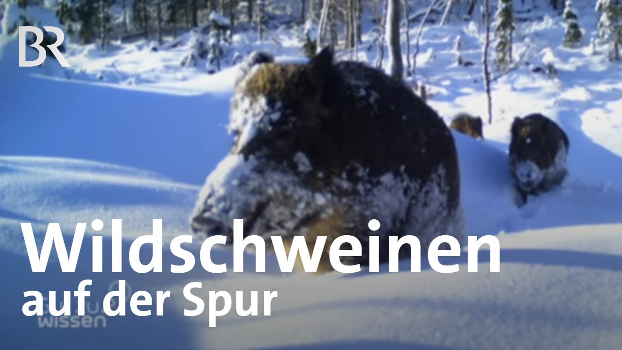 Wildschweine im Wald verfolgen: Mit GPS gegen die Schweinepest | Gut zu wissen | BR