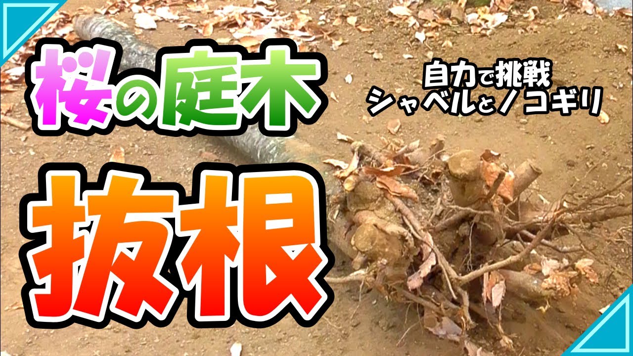 【庭DIY】抜根：シャベルとノコギリを片手に人力で挑戦！桜の庭木を自力で抜根