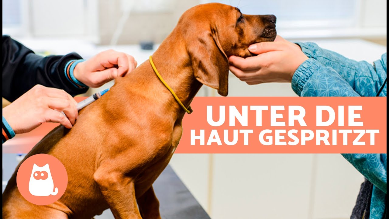 Wie man einem Hund eine UNTERHAUTINJEKTION gibt 🐶💉 | Schritt-für-Schritt-Erklärung