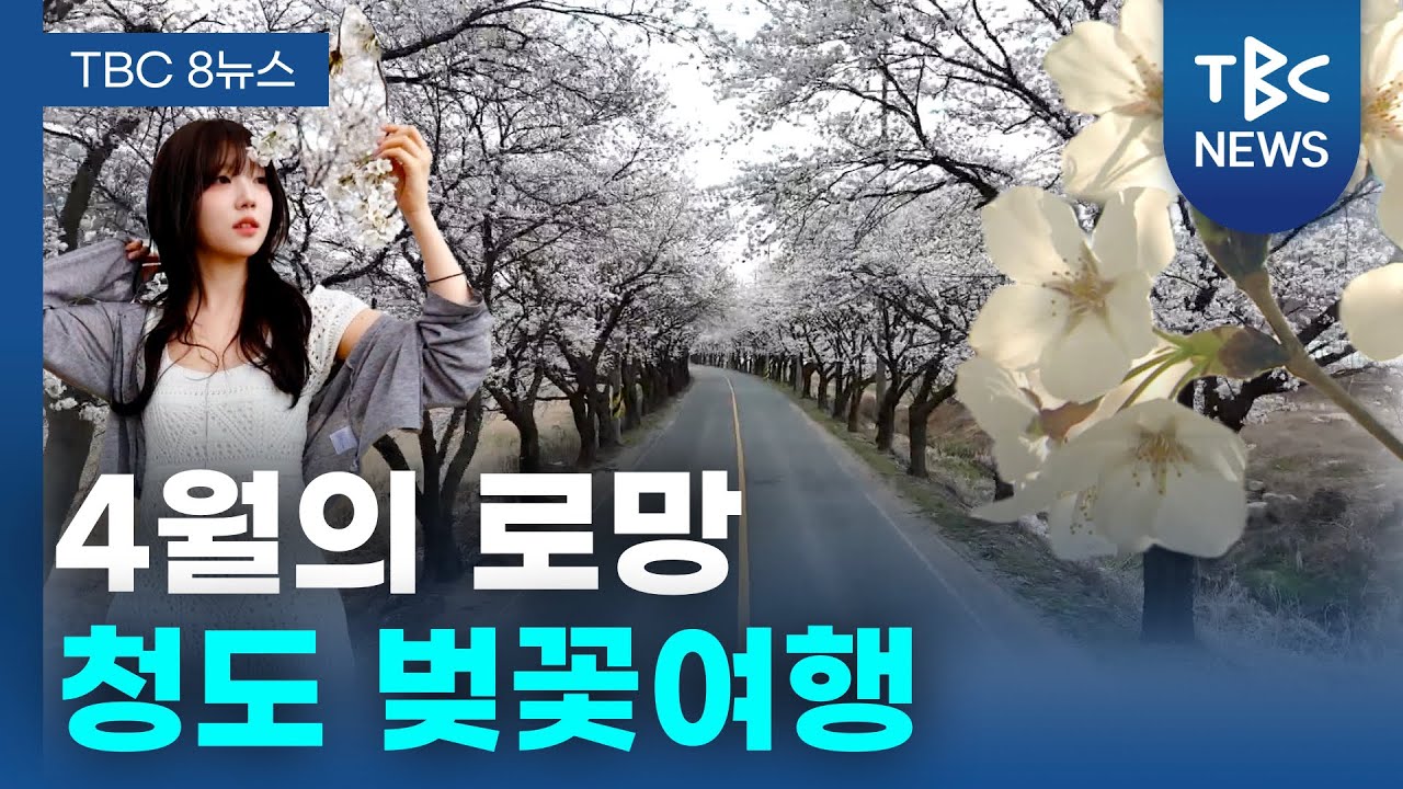 4월의 로망, 청도 벚꽃여행ㅣTBC영상뉴스