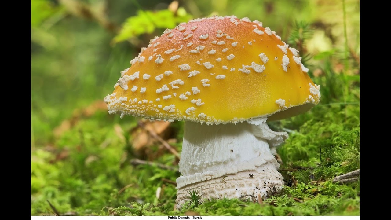 Agaricomycetes