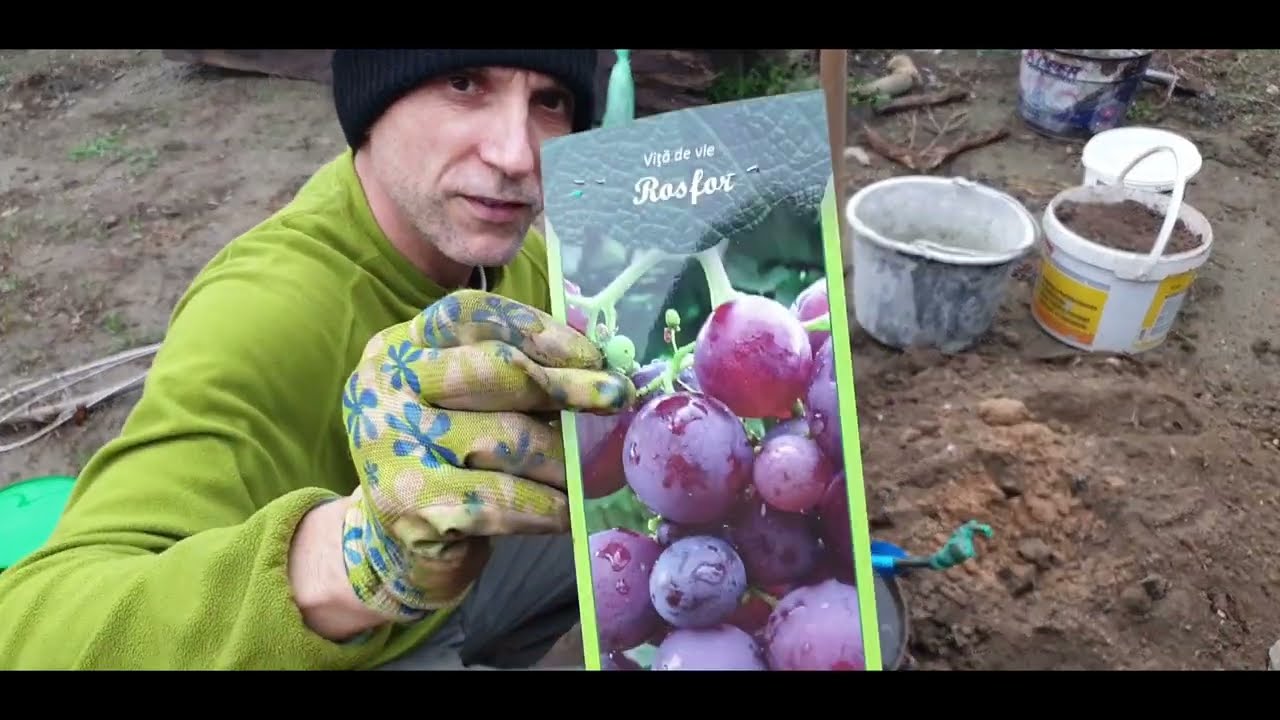 PLANTARE VITA DE VIE PENTRU BOLTA- STRUGURI DE MASA