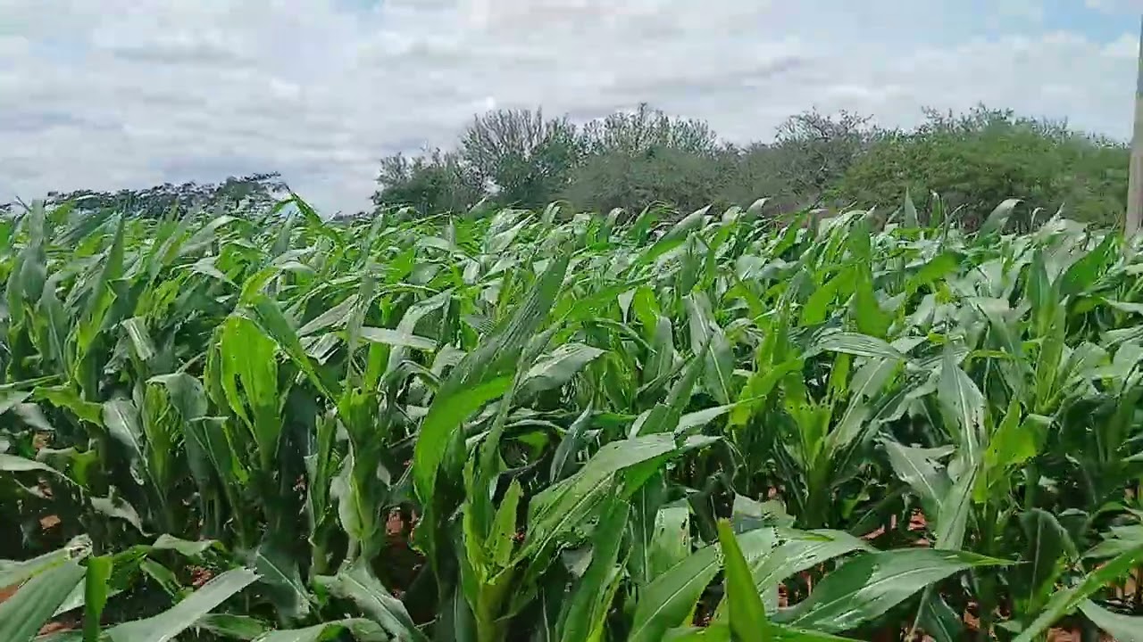 Milho sendo produzido com qualidade no sertão da Bahia 