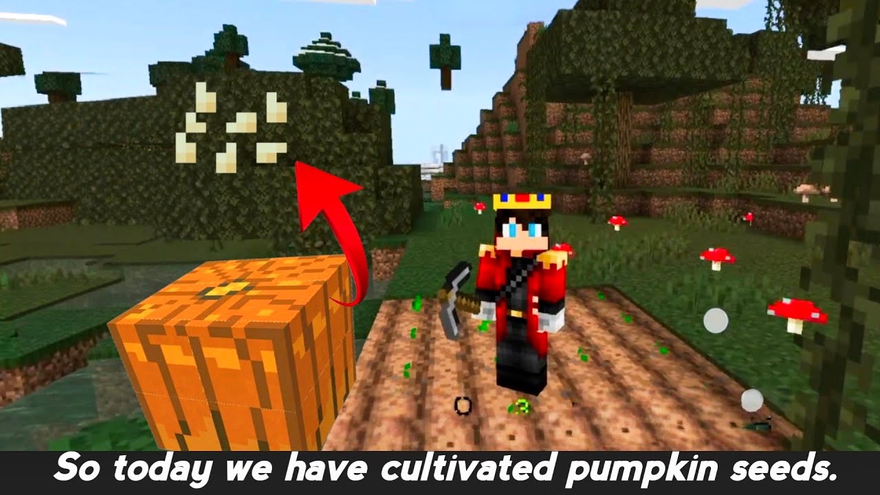 So Today we have cultivated pumpkin seeds 🍃||🎃Minecraft Gameplay 🎀||#minecraftgameplay @PiyushToxic 