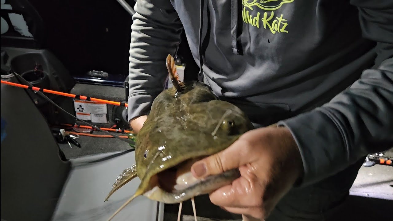 Brookville Lake Flathead Mission #catfishing #flatheadcatfish #BrookvilleReservoir