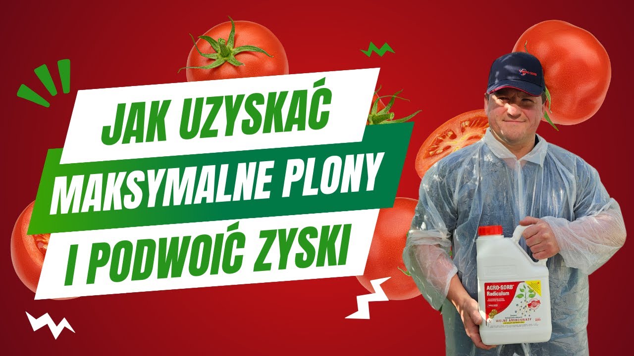 AMINOKWASY – TAJNA BROŃ ROLNIKÓW! Jak zwiększyć plony pomidorów?