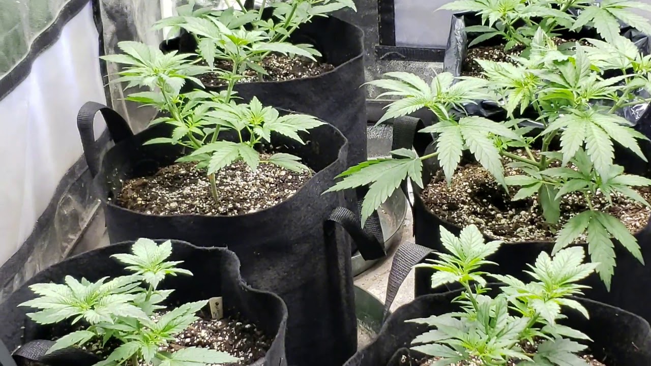 Skunk hero. Ethos genetics week 3 of veg