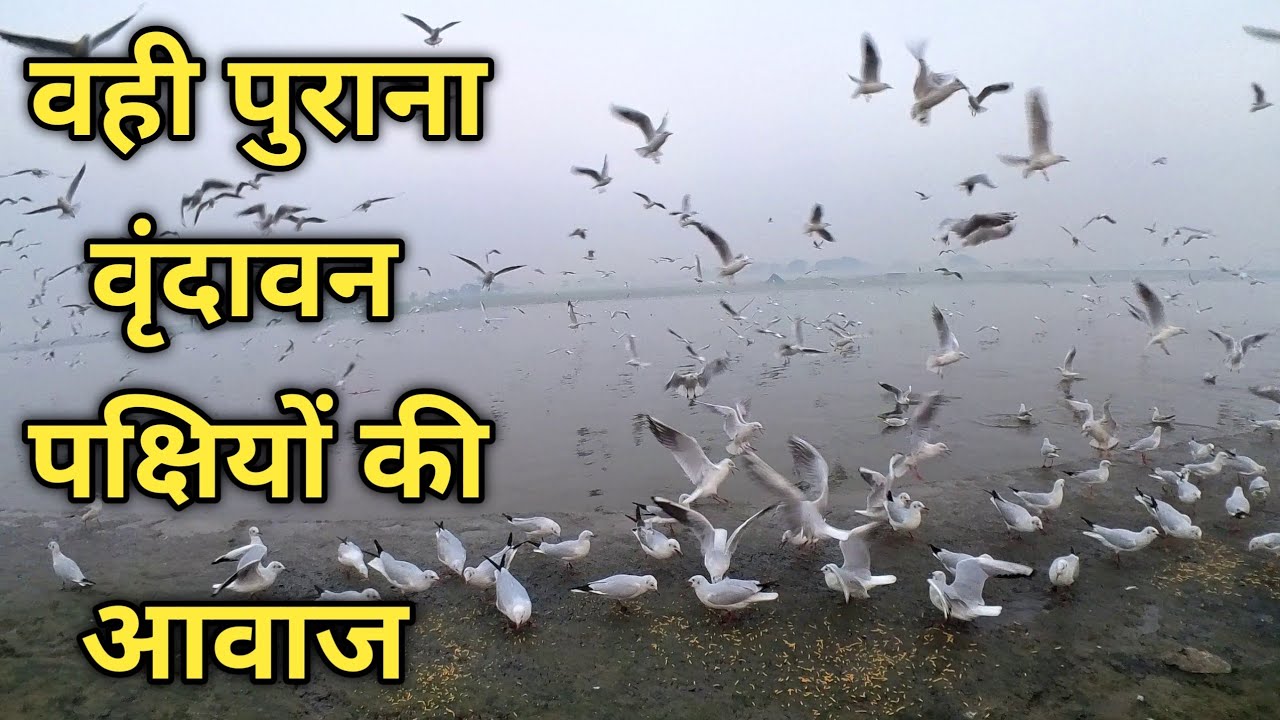 Vrindavan की सुबह में घाटों का आनंद 🐤🐦🐦‍⬛🕊️ #vrindavan #morning