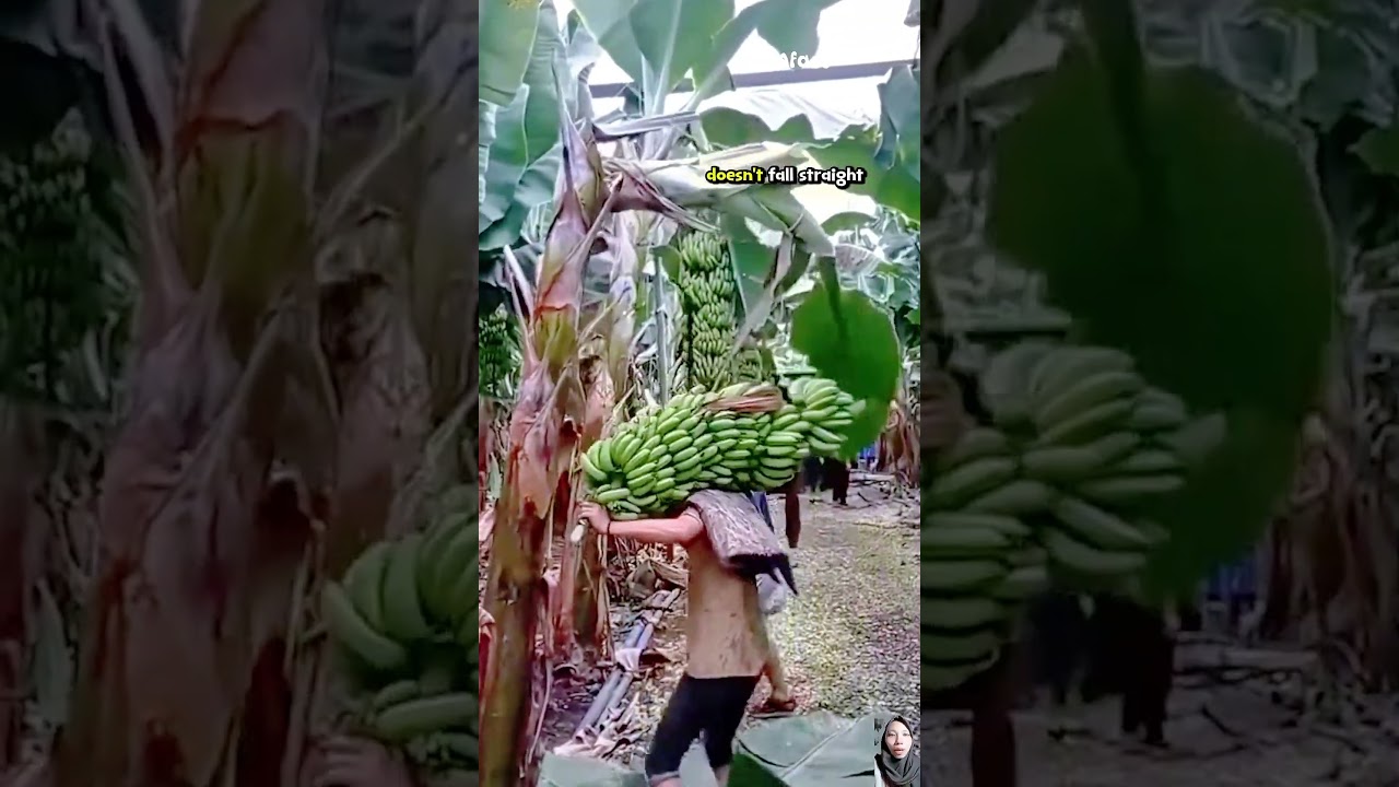 How to harvest bananas smoothly #bananas #harvest #fyp
