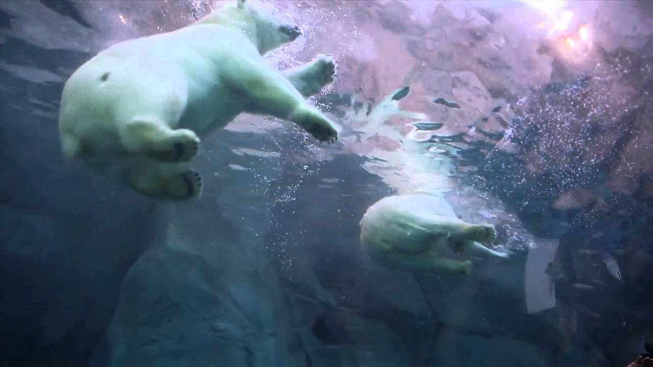 Underwater with polar bear cubs at Journey to Churchill