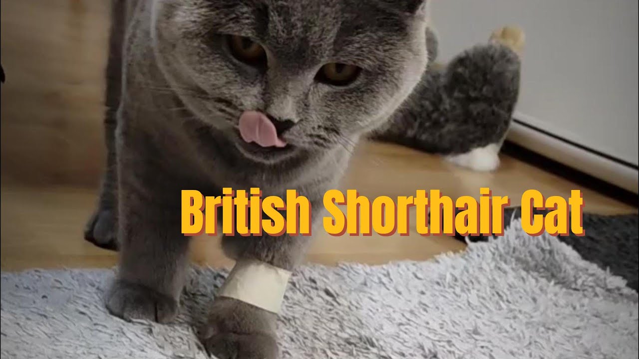 British Shorthair Cat ( Kedi Hakem Dayak Yemiş)