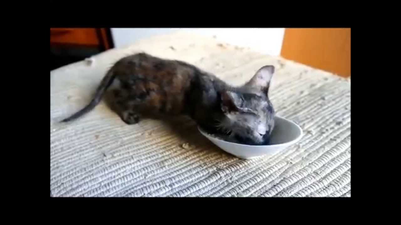 Very hungry kitten. Очень голодный котенок