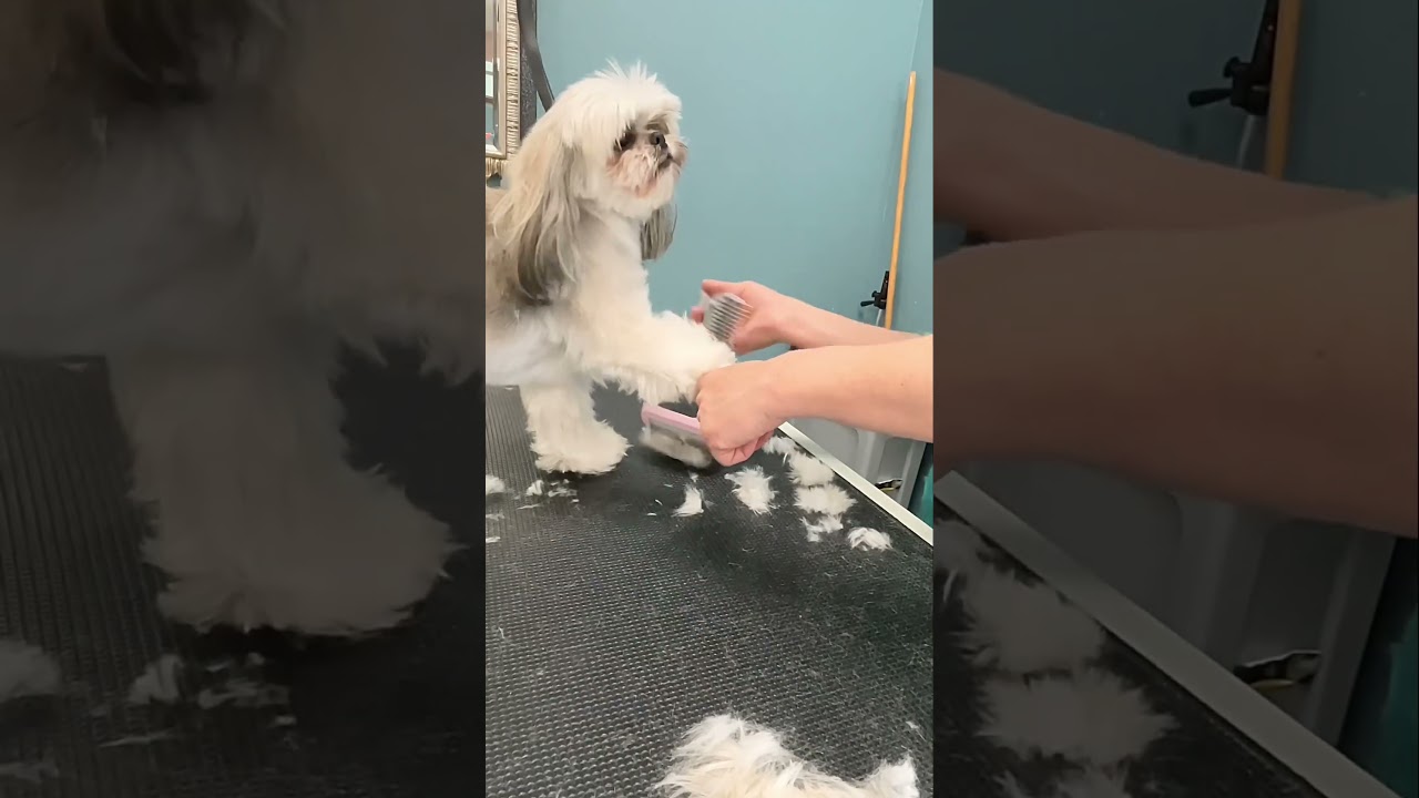 AMAZING SHIH TZU GROOMING MAKEOVER!