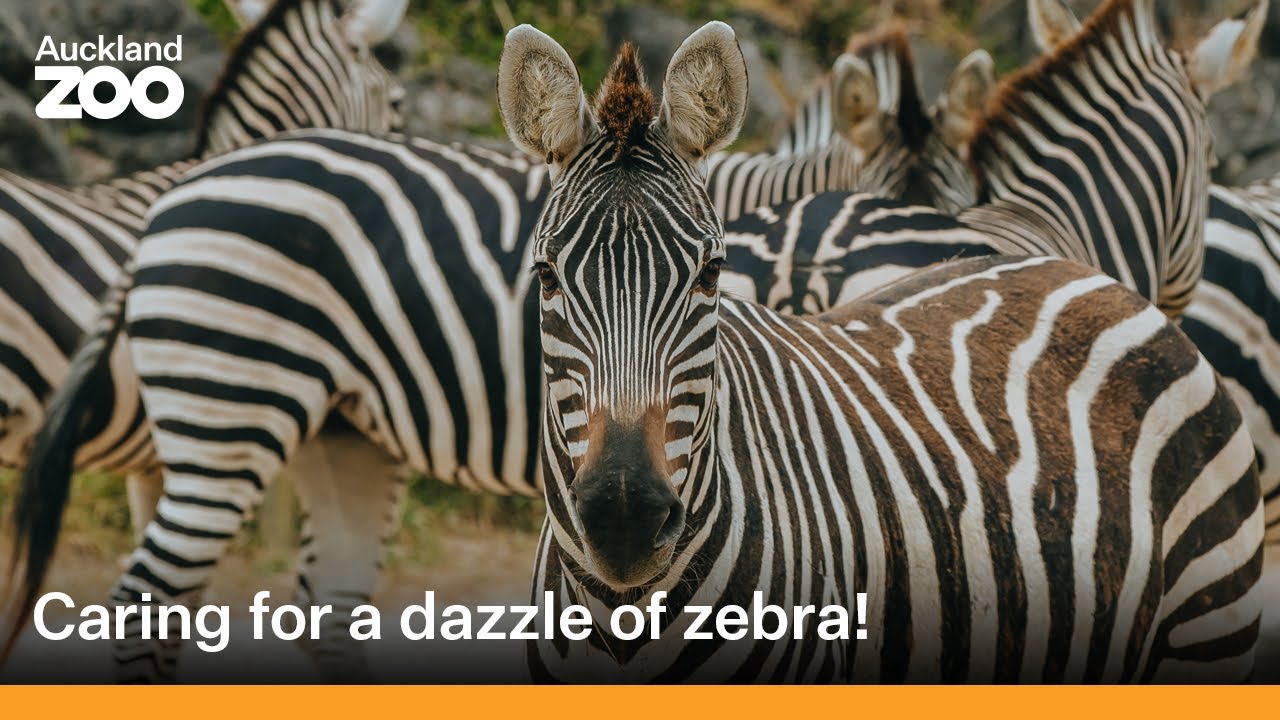 Keeper Dion cares for a dazzle of zebra!