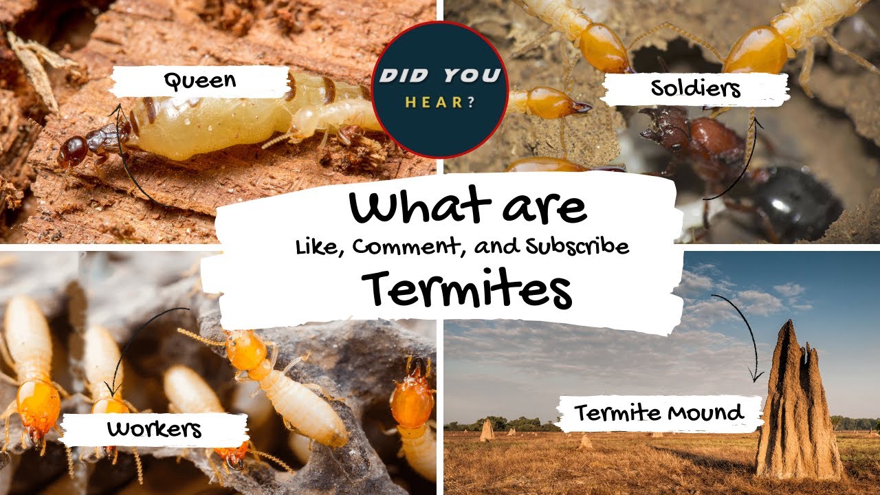 What are Termites -  Unknown Truths about Termites