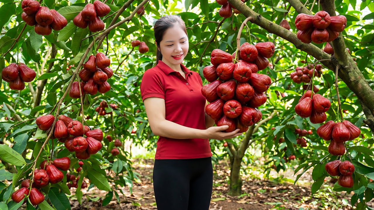How to Harvesting 1000+ Kg Wax Apple Goes To Market Sell - Harvesting and Cooking | Mai Countryside