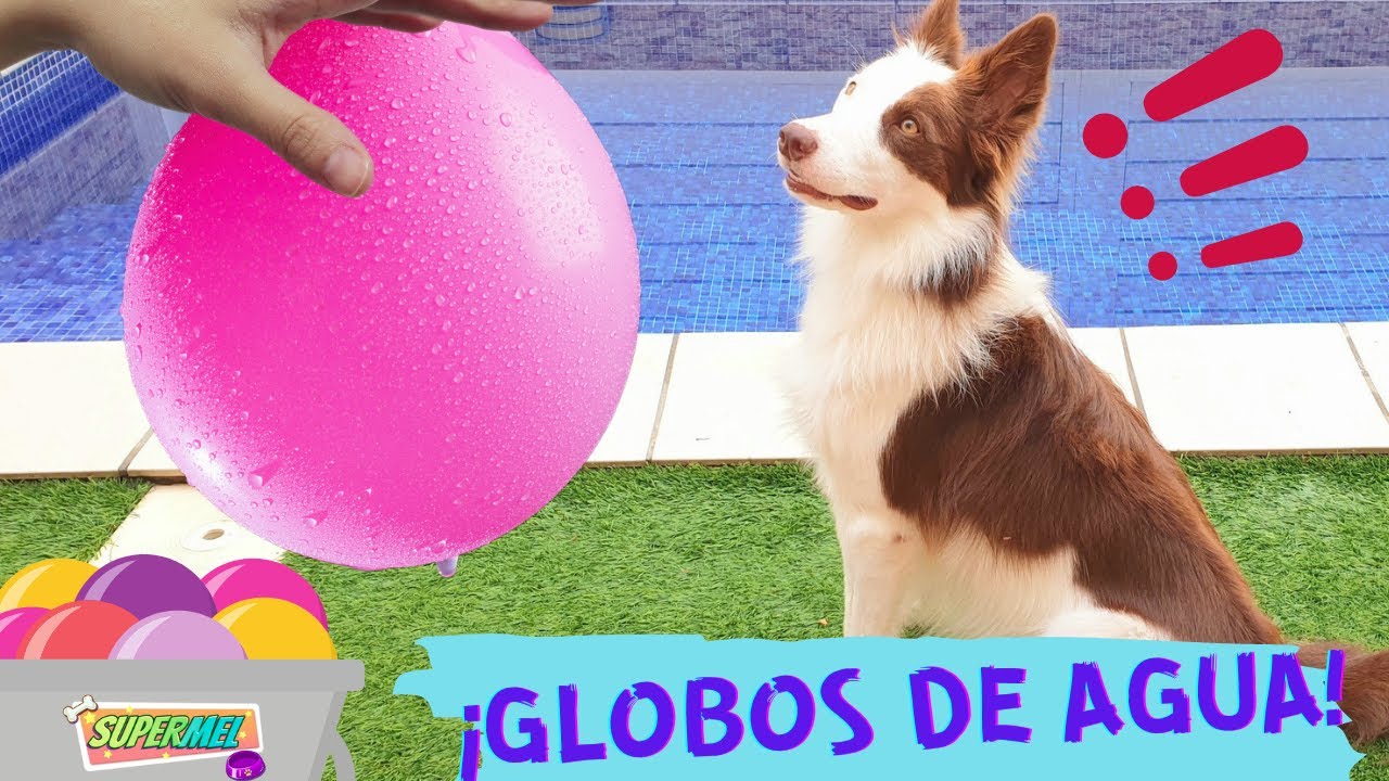 Mis PERROS JUEGAN con GLOBOS DE AGUA /Mel y Lana