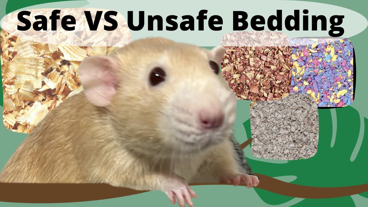 The BEST bedding for Pet Rats