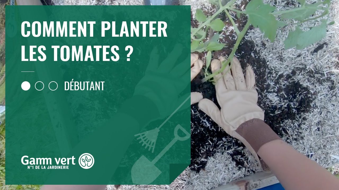 [TUTO] Comment planter les tomates ? &ndash; Jardinerie Gamm vert